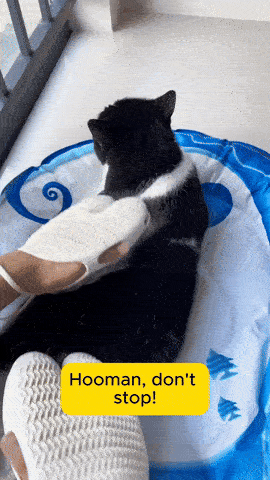 RoyalTouch™ Cat Grooming Brush